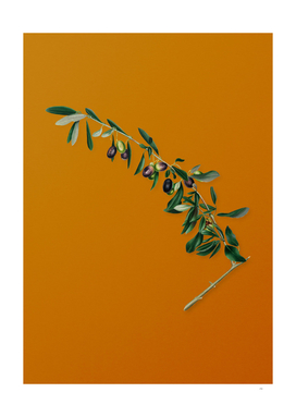 Vintage Olives Botanical on Sunset Orange