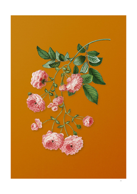 Vintage Pink Rambler Roses Botanical on Sunset Orange