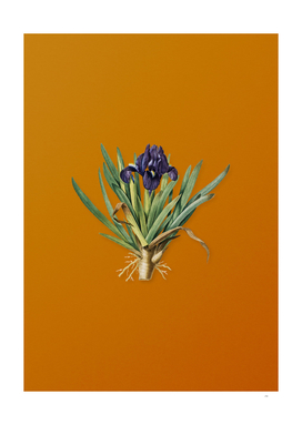 Vintage Pygmy Iris Botanical on Sunset Orange