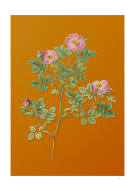 Vintage Rose Corymb Botanical on Sunset Orange