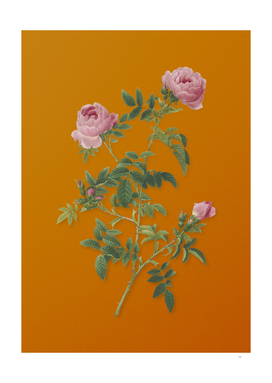 Vintage Rose of the Hedges Botanical on Sunset Orange