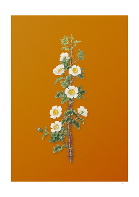 Vintage Scotch Rose Bloom Botanical on Sunset Orange
