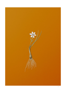 Vintage Snowdon Lily Botanical on Sunset Orange
