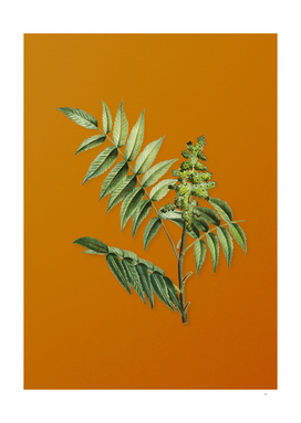 Vintage Staghorn Sumac Botanical on Sunset Orange