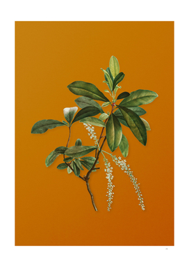 Vintage Swamp Titi Leaves Botanical on Sunset Orange