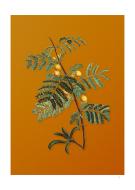 Vintage Sweet Acacia Botanical on Sunset Orange