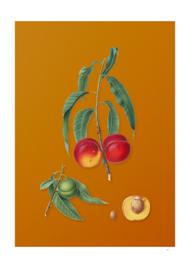 Vintage Walnut Peach Botanical on Sunset Orange
