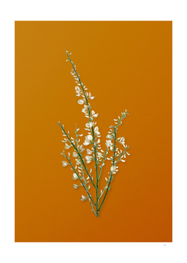 Vintage White Broom Botanical on Sunset Orange