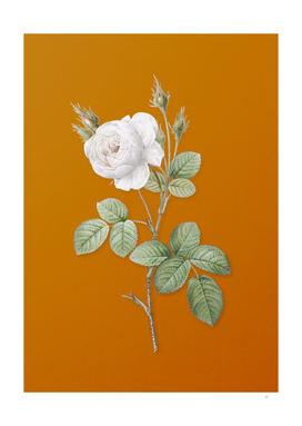Vintage White Misty Rose Botanical on Sunset Orange