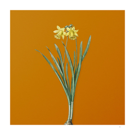 Lesser Wild Daffodil Botanical on Sunset Orange