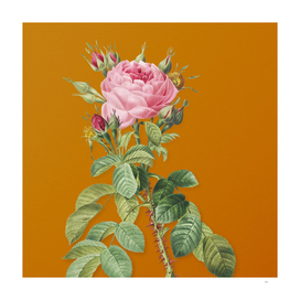 Lelieur's Four Seasons Rose Botanical on Orange