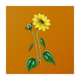 Trumpet Stalked Sunflower Botanical on Sunset Orange