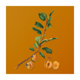 Vintage Apricot Botanical on Sunset Orange