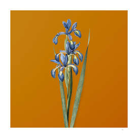 Vintage Blue Iris Botanical on Sunset Orange