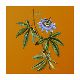 Vintage Blue Passionflower Botanical on Sunset Orange