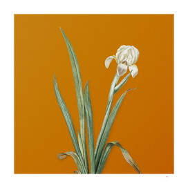 Vintage Crimean Iris Botanical on Sunset Orange