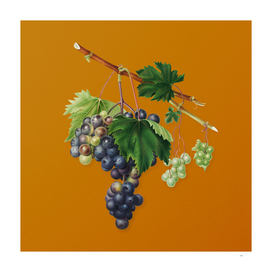 Vintage Grape from Ischia Botanical on Sunset Orange