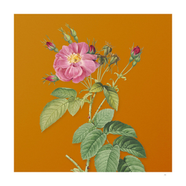 Vintage Harsh Downy Rose Botanical on Sunset Orange
