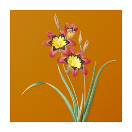 Vintage Ixia Tricolore Botanical on Sunset Orange