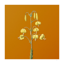 Vintage Lilium Pyrenaicum Botanical on Sunset Orange