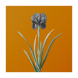 Vintage Mourning Iris Botanical on Sunset Orange