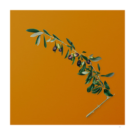Vintage Olives Botanical on Sunset Orange