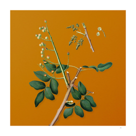 Vintage Pistachio Botanical on Sunset Orange