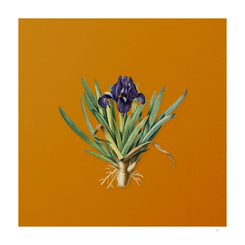 Vintage Pygmy Iris Botanical on Sunset Orange