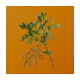 Vintage Shrub Yellowroot Botanical on Sunset Orange