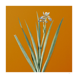 Vintage Stinking Iris Botanical on Sunset Orange