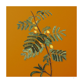 Vintage Sweet Acacia Botanical on Sunset Orange