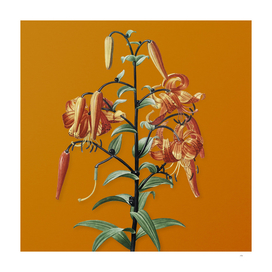 Vintage Tiger Lily Botanical on Sunset Orange
