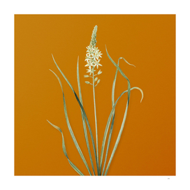 Vintage Wild Asparagus Botanical on Sunset Orange