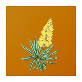 Yellow Perennial Lupine Flower Botanical on Orange