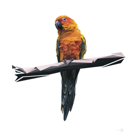 parrots pop art