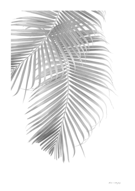 Palm Leaf Delicado #2 #tropical #wall #art