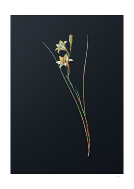 Vintage Watercolor Gladiolus on Dark Teal Gray