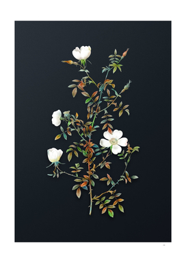 Vintage Watercolor Hedge Rose on Dark Teal Gray