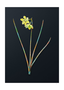 Vintage Watercolor Narcissus Odorus on Dark Teal Gray