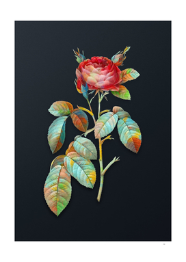Vintage Watercolor Red Gallic Rose on Dark Teal Gray