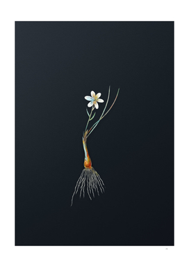 Vintage Watercolor Snowdon Lily on Dark Teal Gray