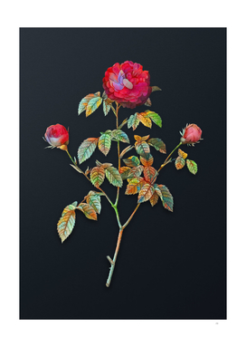 Watercolor Agatha Rose in Bloom on Dark Teal Gray
