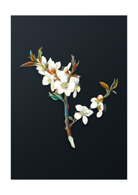 Watercolor Almond Tree Flower on Dark Teal Gray