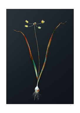 Watercolor Allium Scorzonera Folium on Dark Teal Gray