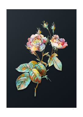 Watercolor Anemone Centuries Rose on Dark Teal Gray