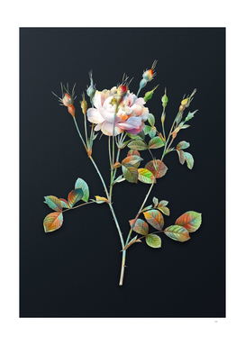 Watercolor Anemoneed Sweetbriar Rose on Teal Gray