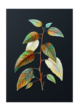 Watercolor Balsam Poplar Leaves on Dark Teal Gray