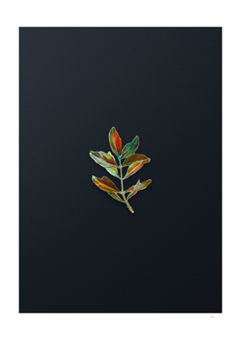 Watercolor Buxus Colchica Twig on Dark Teal Gray