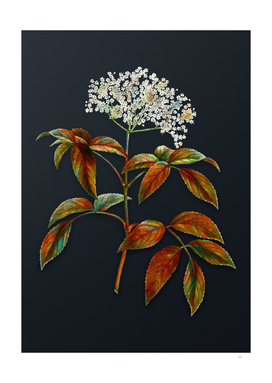 Watercolor Elderberry Flowering Plant on Teal Gray
