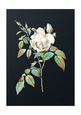 Watercolor Fragrant Rosebush on Dark Teal Gray